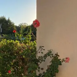 مهم ترین...